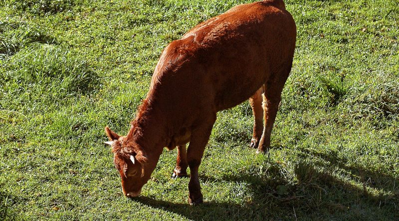 red heifer: Image by Bronisław Dróżka from Pixabay