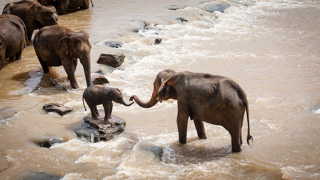 Elephant family: Image by luxstorm from Pixabay